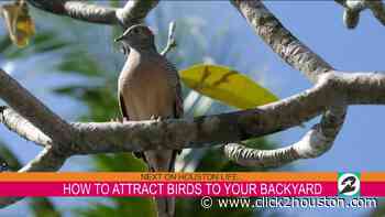 How you can attract birds to your backyard in the Houston area - KPRC Click2Houston