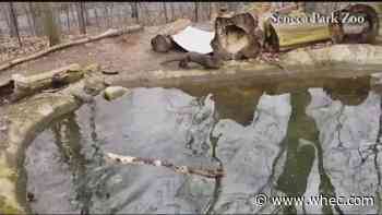 Seneca Park Zoo welcomes new river otter