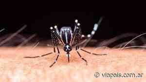 Confirman 1.444 casos de dengue en provincia de Buenos Aires y Capital Federal - Vía País