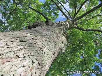Harvey survived serious logging incident
