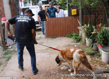 Bichos Quatro cães são resgatados no bairro Cajuru em situação de maus tratos - Jornal do Estado