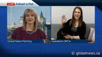 Adopt-a-Pet