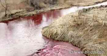 A creek in Toronto is now blood red because of spilled ink - blogTO