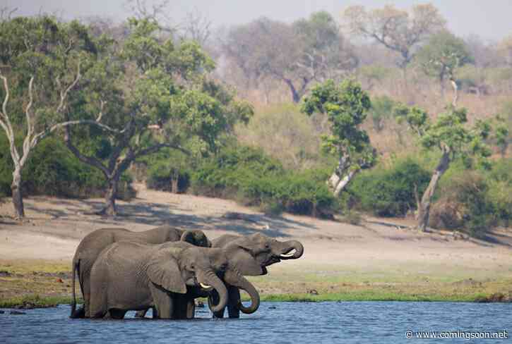 Disney+ Celebrates Earth Month With New Disneynature Films