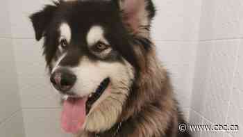 Police searching for stolen dog in Markham