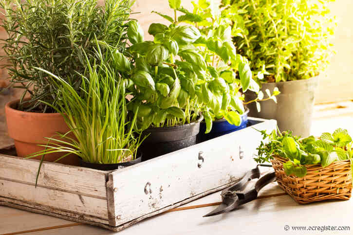 5 things: What to plant, what to water in the garden this week