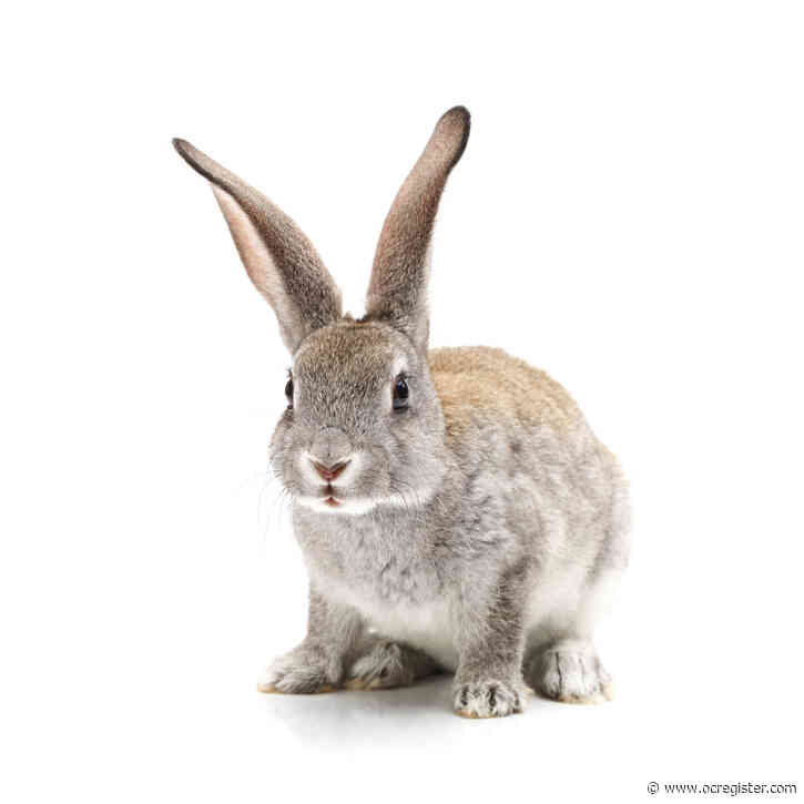 No dog. No cat. What about a rabbit? Pet options abound, but first do the research.
