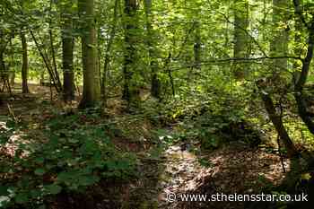 Conservationists hit out at plans to 'move' ancient woodland habitat - St Helens Star