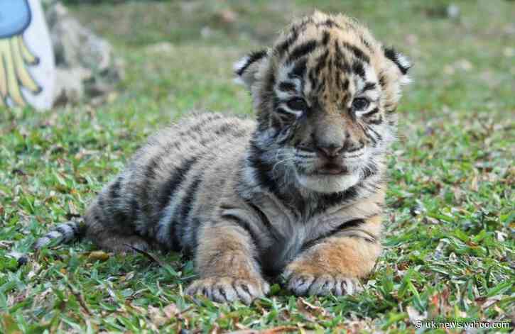 Birth of baby tiger &#39;Covid&#39; brings hope to Mexican zoo