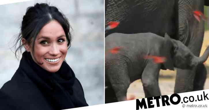 Meghan Markle won’t be getting paid for her Disney Plus documentary voiceover role, so quit it
