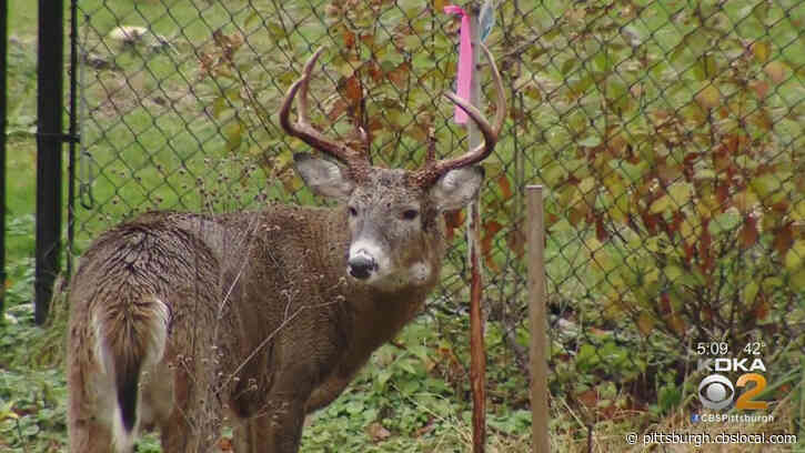 Pa Game Commission Investigating White Tailed Deer Poaching Incident