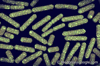 Life’s Little Oscillations