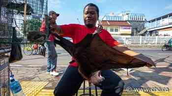 'Worse' pandemic on horizon unless world deals with wildlife markets