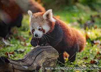 Chester Zoo hosts virtual day out by livestreaming animals for free