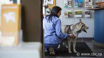 Vets practicing 'curbside veterinary medicine' for animals during the COVID-19 outbreak