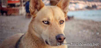 Teaser Trailer for Doggie Doc Film 'Stray' About Stray Dogs in Istanbul