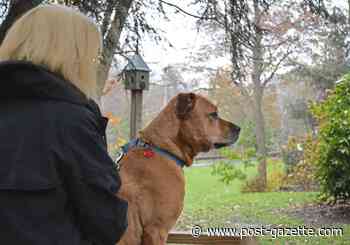 Local animal shelters lay off workers, cut hours and pay