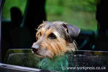 UK Lockdown rules: What is deemed as 'essential travel' - and can I drive somewhere to exercise or walk my dog?