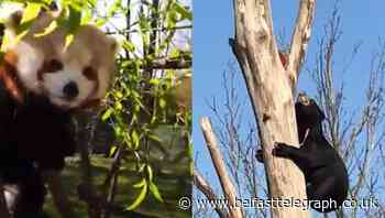 Chester Zoo conducts virtual tour of ‘eerily quiet’ grounds