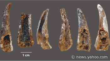 Neanderthals ate sharks and dolphins