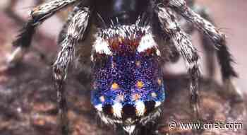 Colorful new peacock spider looks like Vincent van Gogh's Starry Night     - CNET