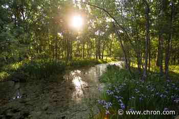 Escape coronavirus chaos on the most beautiful walking trails around Houston