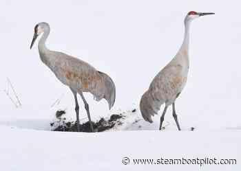 Crane Creative Arts Contest provides inspiration for high school seniors - Steamboat Pilot & Today