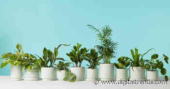 Where to shop for the best indoor plants that will ship right to your door