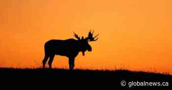 Investigation underway after slaughtered pregnant moose discovered in Saskatchewan