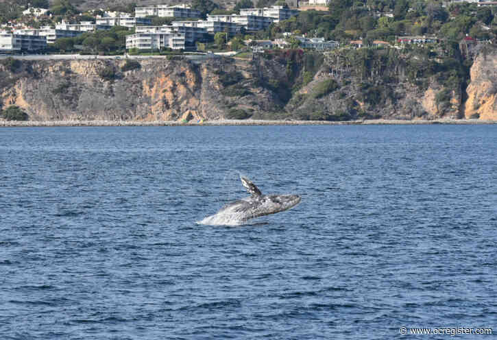 Gray whale census and study of species’ health halts amid coronavirus concerns