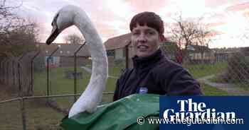 TV tonight: the trials and traumas of RSPCA rescue