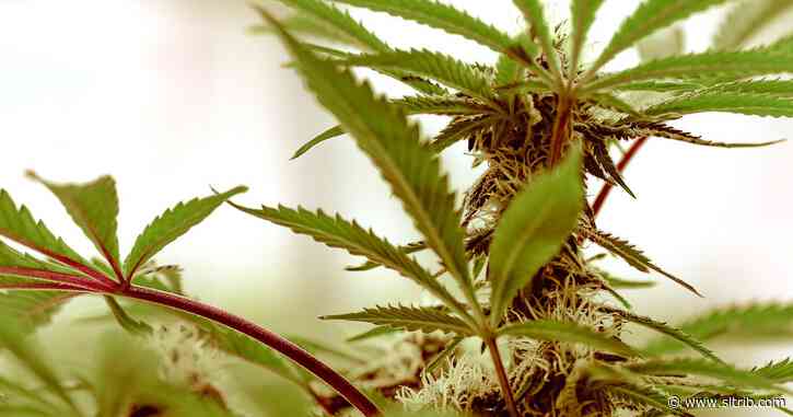 Utah’s cannabis pharmacies should stay open through coronavirus pandemic
