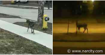 Wild Animals Are Roaming Toronto’s Streets While All The Humans Stay Home (VIDEOS) - Narcity