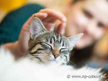 Katze steckt sich bei einem Menschen mit Coronavirus an