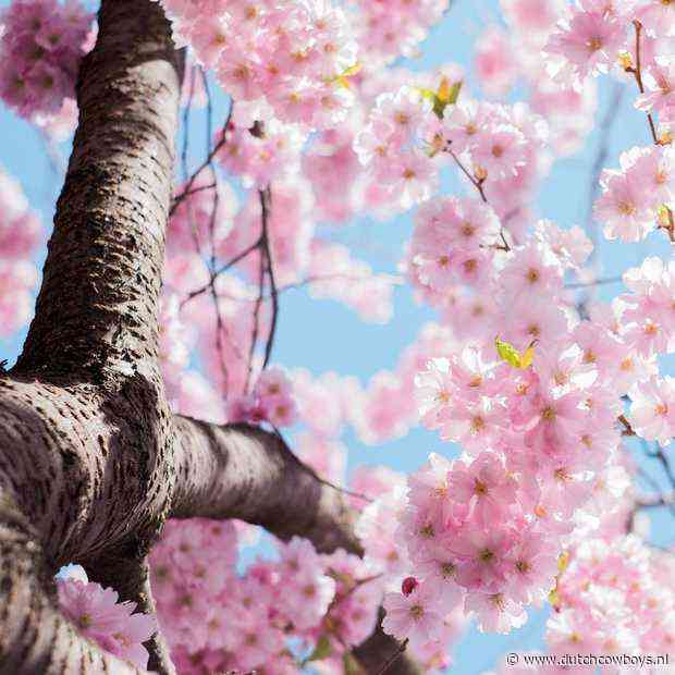 De zomertijd gaat vannacht weer in! Moet je de klok nu vooruit of achteruit zetten?