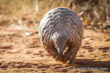 Pangolins, Not Snakes, May Be Missing Link in Coronavirus Jump From Bats to Humans