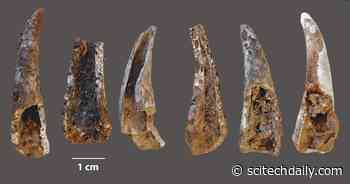 Cave Excavation Shows Neanderthals Were Marine Pioneers – Ate Crab, Mussels, Seals & Dolphins