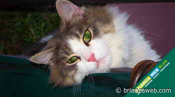 AMICI A 4 ZAMPE SU BRIANZA WEB: Otto da Erba - BRIANZA WEB