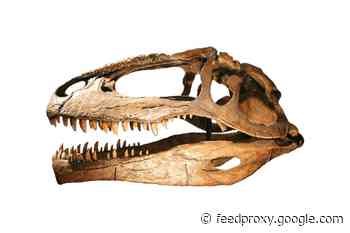 How Shark-Toothed Dinosaurs Came to Rule the World