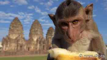 How COVID-19 shutdowns have affected the animal kingdom