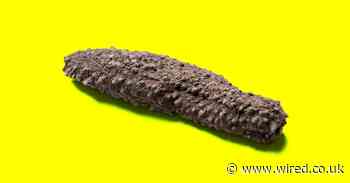 Europe’s lucrative, illegal, trade in sea cucumbers is booming