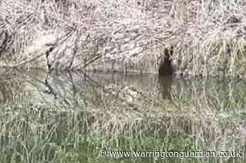 Watch: Otter spotted sunbathing in Warrington