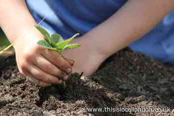 Brent Council confirms allotments to remain open