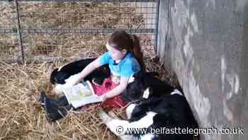 Watch: Six-year-old girl reads book to calves during coronavirus lockdown
