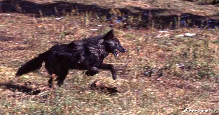 Jim Robbins: Yellowstone becomes a natural classroom, run by wolves