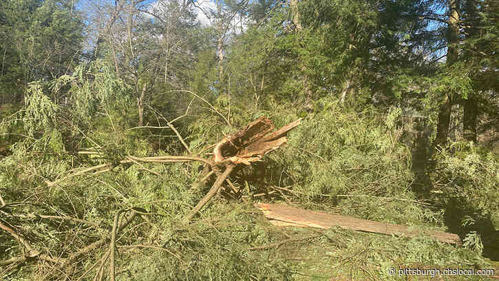 Mother And Daughter In Critical Condition After A Tree Fell On Them In New Castle