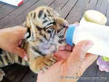 Nace tigre de Bengala en Veracruz, lo llaman Covid - Excélsior