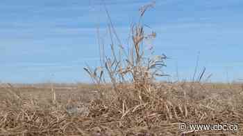 Farmers concerned about disruptions to spring seeding, livestock operations amid COVID-19