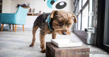 25 online pet food delivery options in Toronto - blogTO