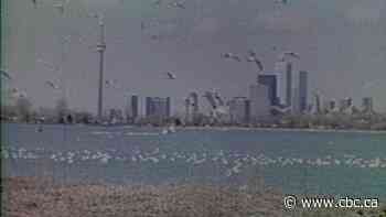 Why sending Toronto seagulls to Saskatchewan sounded like a solid plan - CBC.ca